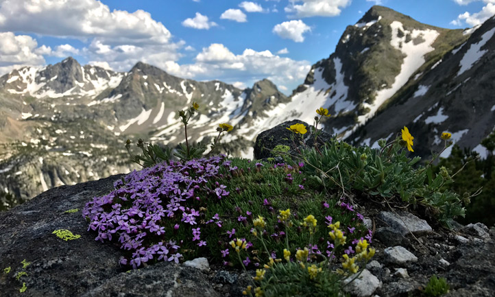 A mountaintop with flowers