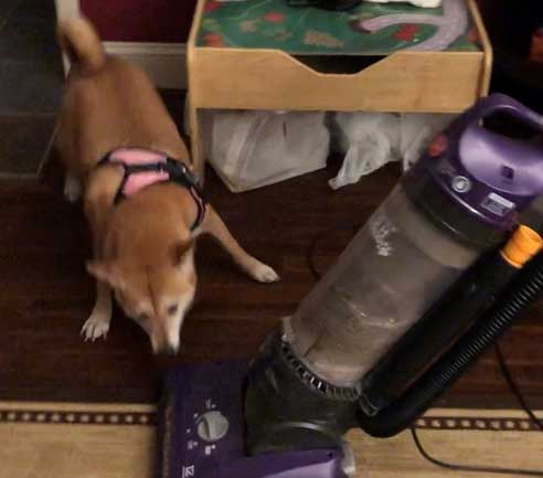 Dog Foxy playing with vacuum