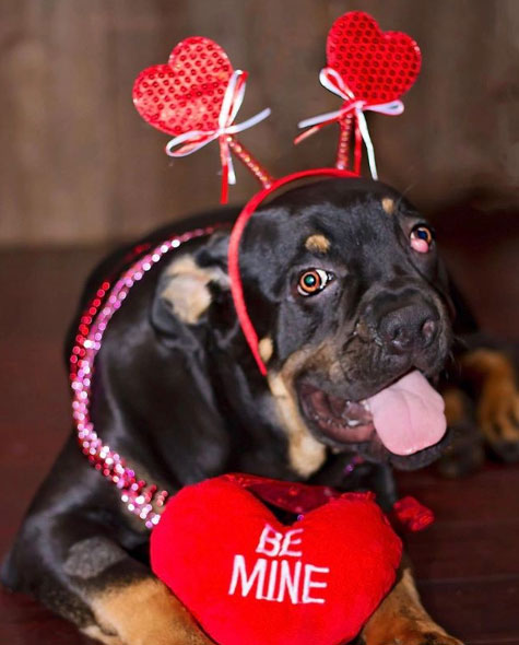 Earl the dog dressed for Valentine's Day