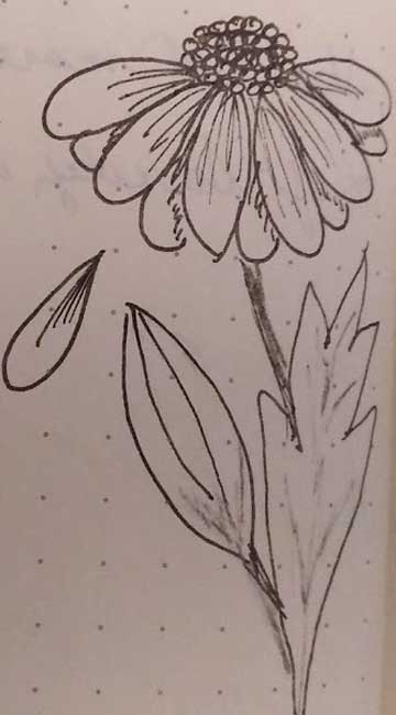 sketch of flower by Lydia