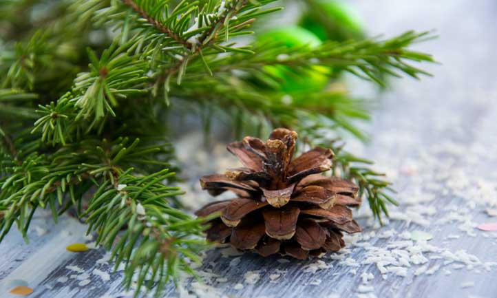 TAPS December Newsletter 2023, evergreen and pinecone
