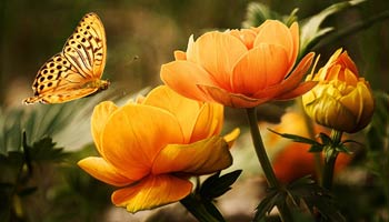 Butterfly and flowers