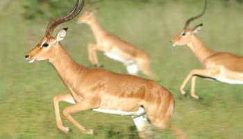 Gazelles running