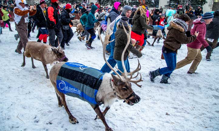 Reindeer Run in Anchorage