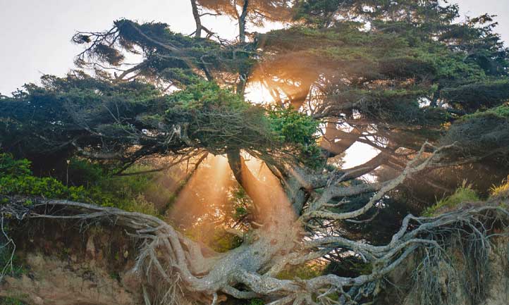 Pacific Northwest Tree of Life