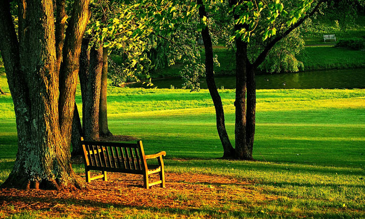 Park Bench Trees