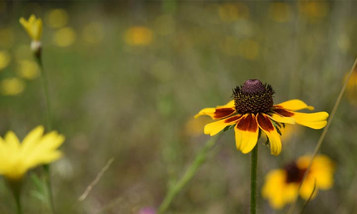 Texas Wild Flower