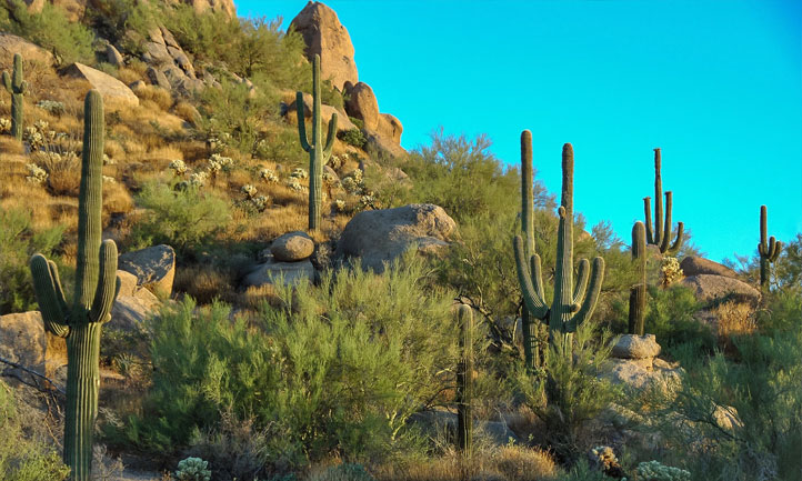 Cactus Country