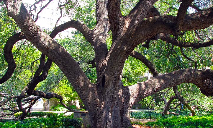 Texas Oak Tree