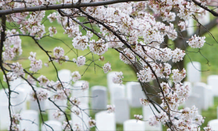 TAPS Magazine spring 2010 cover, cherry blossoms at Arlington national cemetery