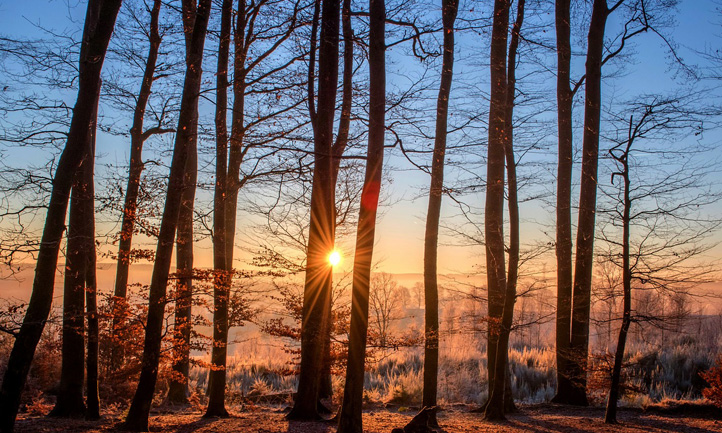 winter landscape