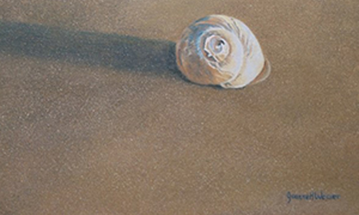 shell on sand