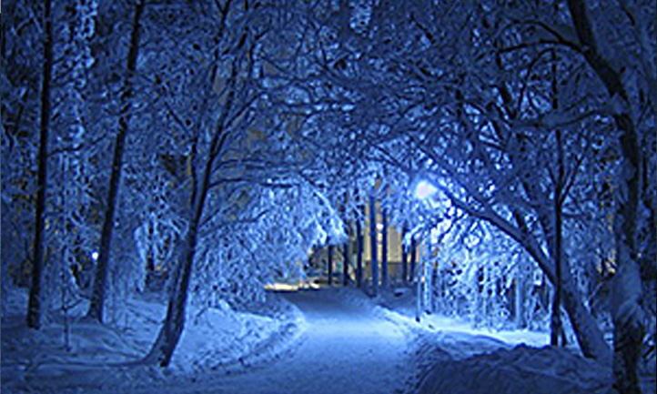 wintery forest as night