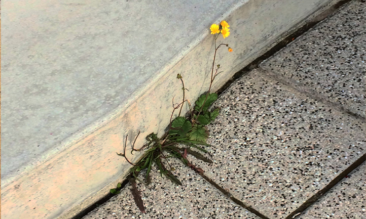 Flower growing out of crack in sidewalk