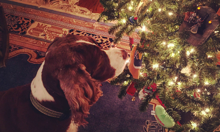 Dog looking at Christmas Tree