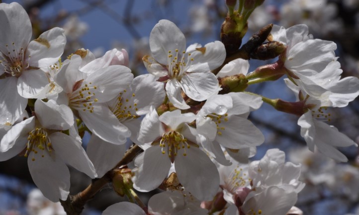 spring blossoms