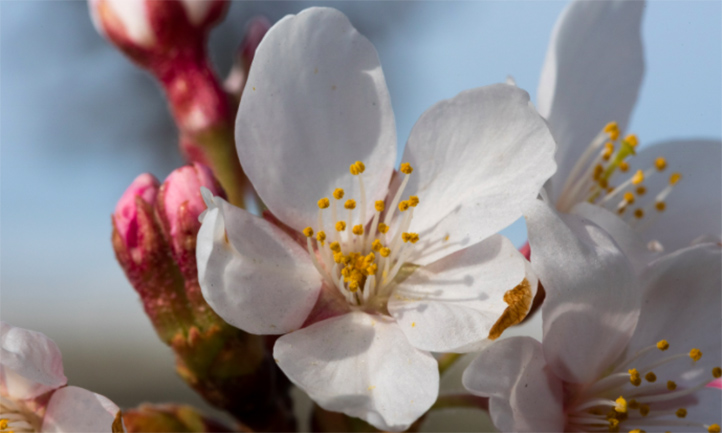 Cherry Blossoms