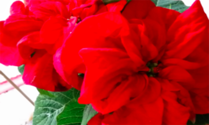 Poinsettia Flowers