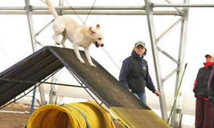 Virgina Feeks Training her Dog Sam