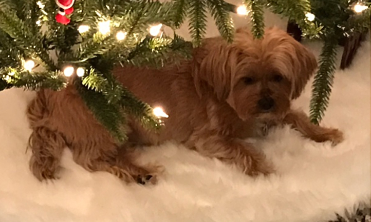 Annette's Dog Pebbles