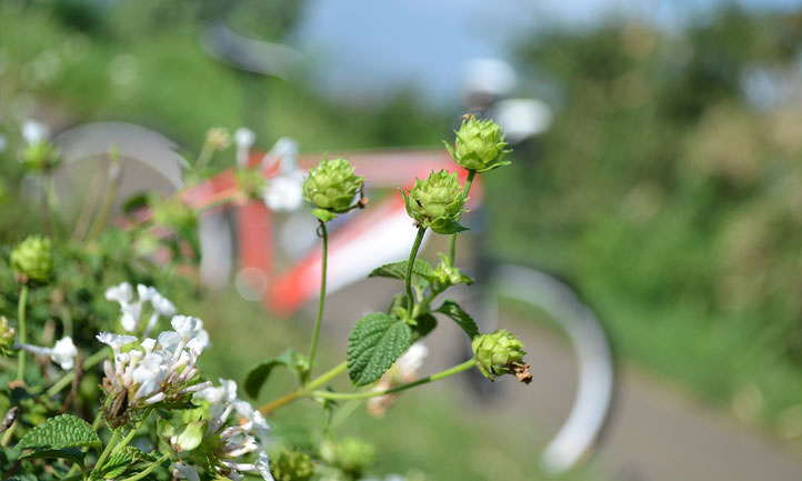 summertime, bicycle