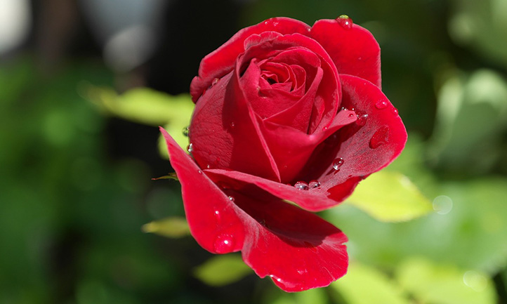 Rose (Pixabay)