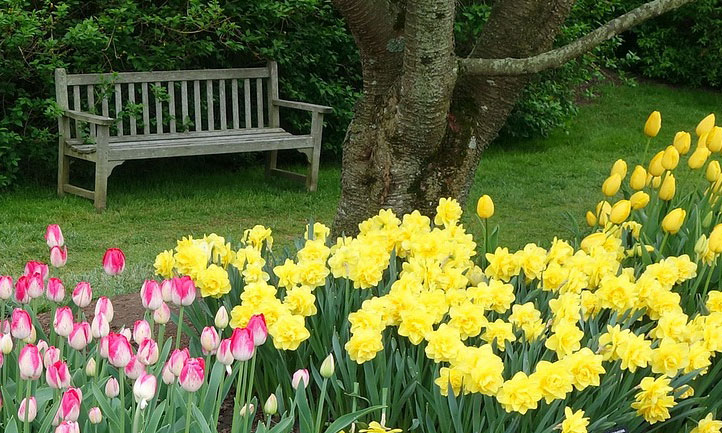 bench, daffodils