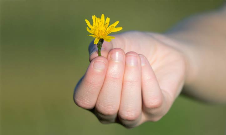 holding a dandelion