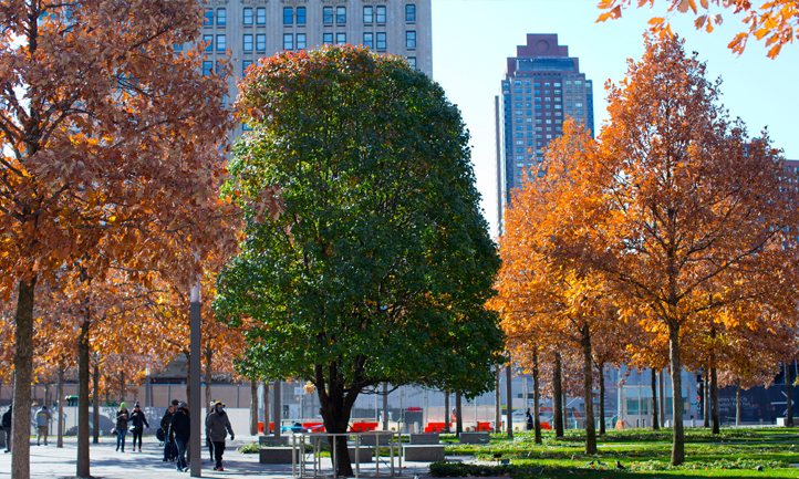 autumn in new york city