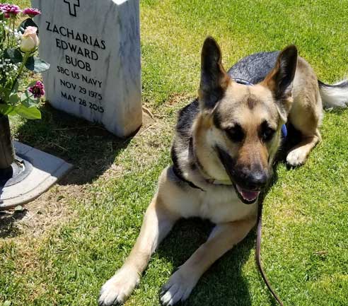 Dog Sammy at Zachs gravestone