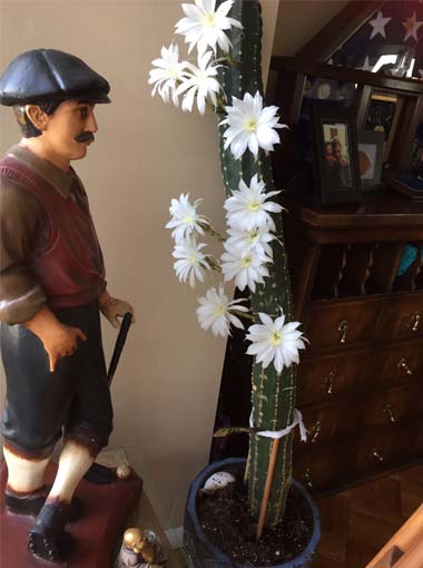 Tiny cactus plant given to Leslie from son Eugene Tiny cactus plant given to Leslie from son Eugene