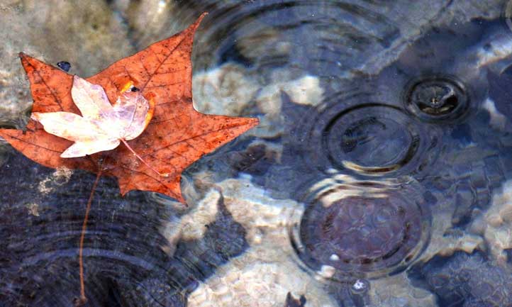 autumn leaf on pond