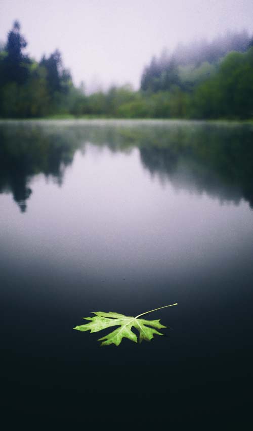 Leaf on Water