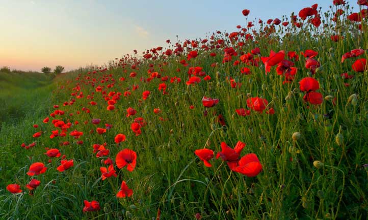 poppy field