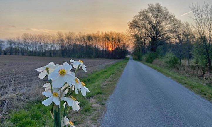 flowers on side of road