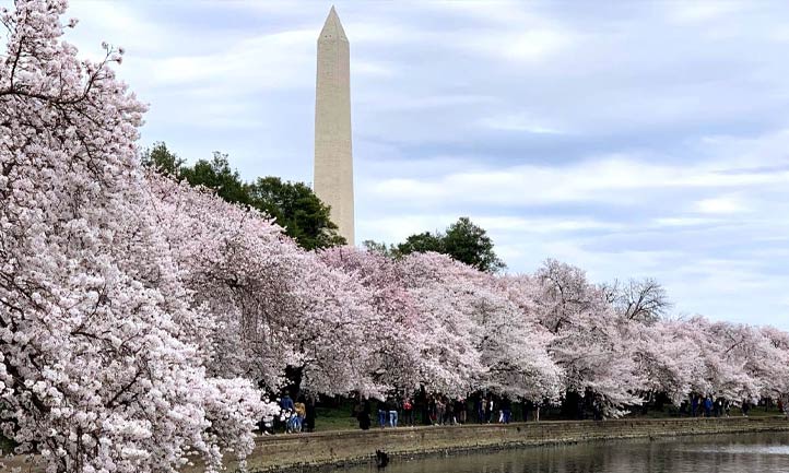 Cherry Blossoms Washington Mall