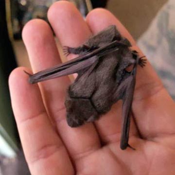 small bat in palm of hand