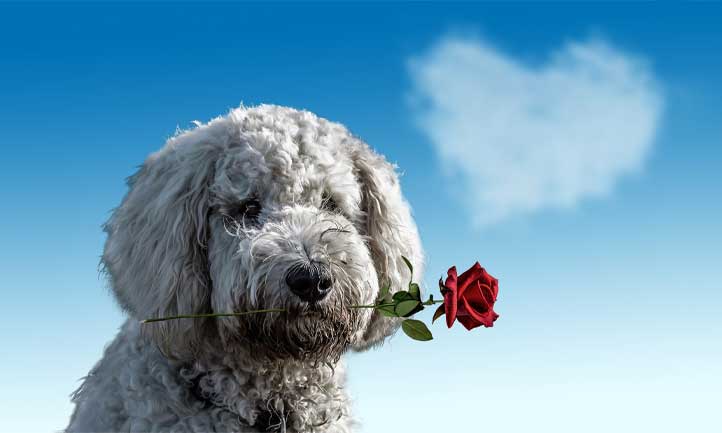 dog with red rose and cloud in shape of heart