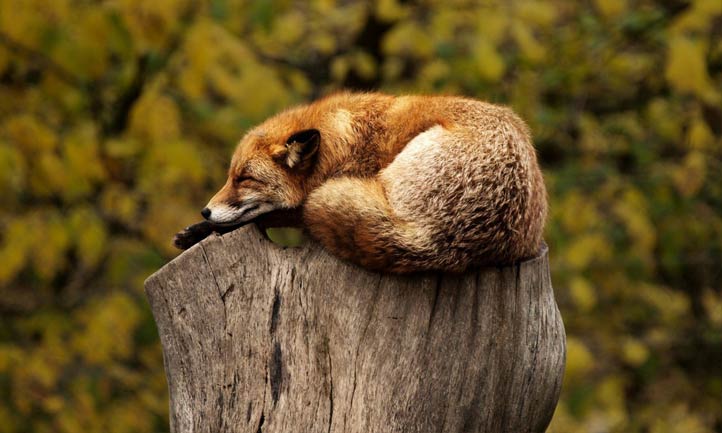 fox asleep