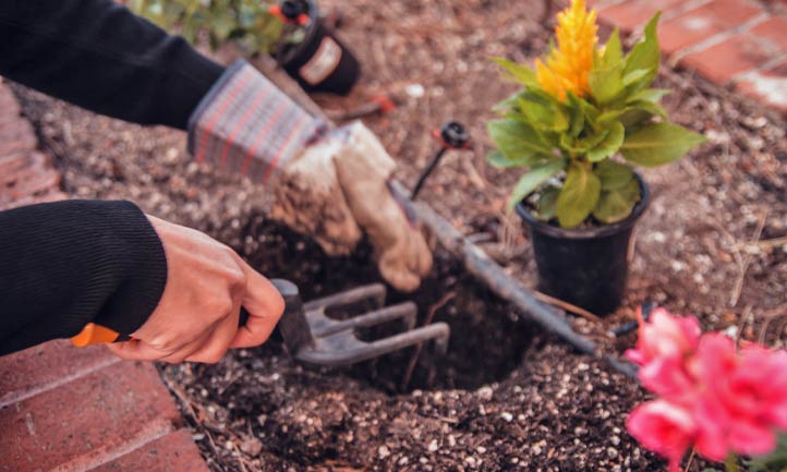 replanting flowers