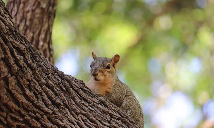 squirrel in tree