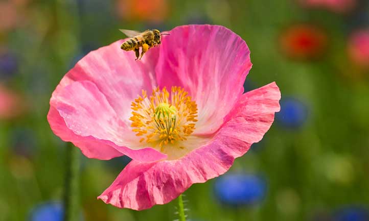 Bumblebee landing on pink poppy