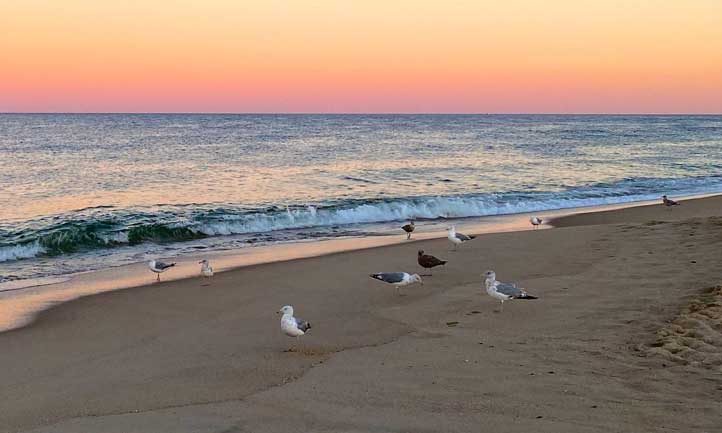 Sunset over sea, seagulls on shore