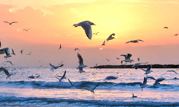 Sunset over sea, seagulls on a flight