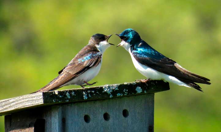 Swallows squawking