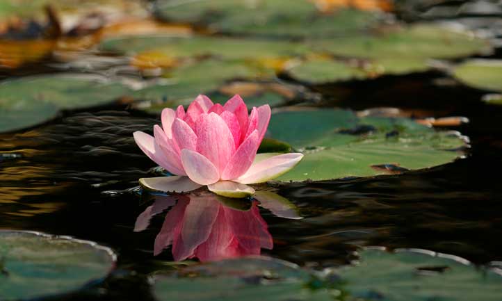 Lily pad on water